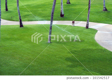 foot path through the garden with  with palm tree 101542517