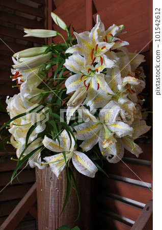 Queen of lilies Large white flower Yuri Hanayama (Casablanca) 1 Queen of lilies Large white flower Yuri Hanayama (Casablanca) 1 101542612