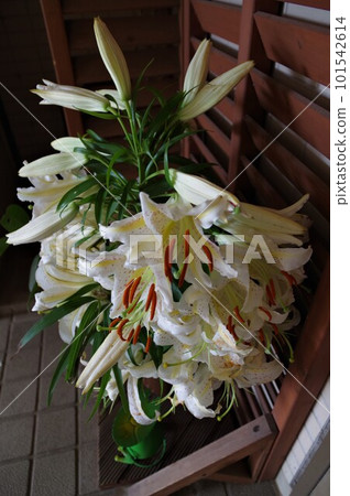 百合皇后 大白花 Yuri Hanayama (Casablanca) 3 101542614