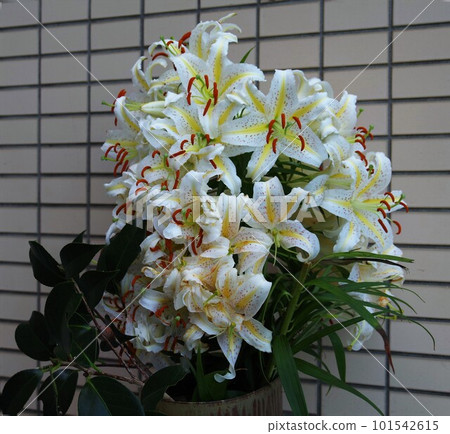 Queen of lilies Large white flower Yuri Hanayama (Casablanca) 4 Queen of lilies Large white flower Yuri Hanayama (Casablanca) 4 101542615