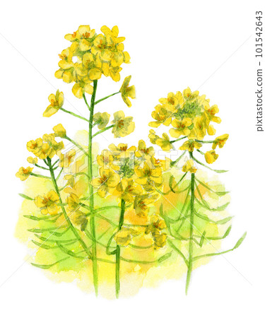 模擬水彩油菜花 模擬水彩油菜花 101542643