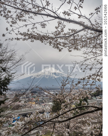 Sakura and Mt. Fuji Sakura and Mt. Fuji 101542666