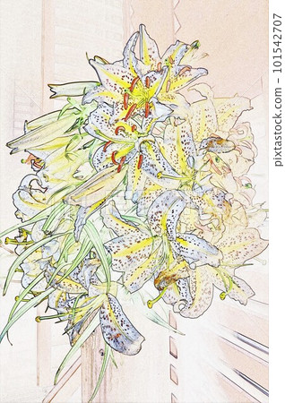 Wild mountain lily Large white flower Lily queen mountain lily illustration (Casablanca) Wild mountain lily Large white flower Lily queen mountain lily illustration (Casablanca) 101542707
