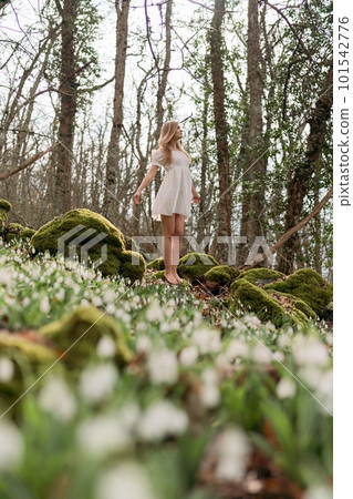 Snowdrops galanthus blonde. A girl in a white dress stands on a meadow with snowdrops in a spring forest Snowdrops galanthus blonde. A girl in a white dress stands on a meadow with snowdrops in a spring forest 101542776