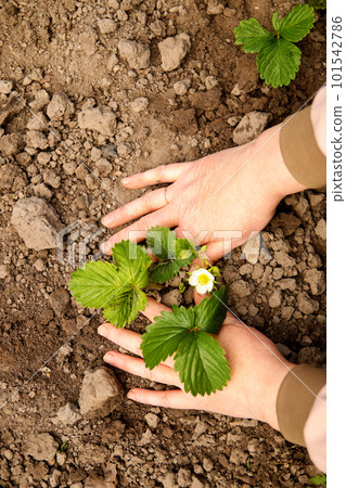 Woman gardener growing strawberry seedling with roots. Planting strawberries. Organic farming, gardening and homegrown food concept. Top view Woman gardener growing strawberry seedling with roots. Planting strawberries. Organic farming, gardening and homegrown food concept. Top view 101542786