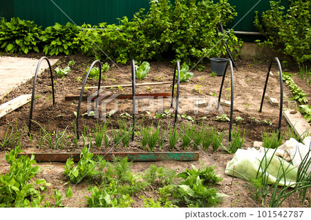 Small low tunnel greenhouse. many rows of low greenhouses, early growing vegetables, farmland, landscape. DIY. Arc constructions 101542787