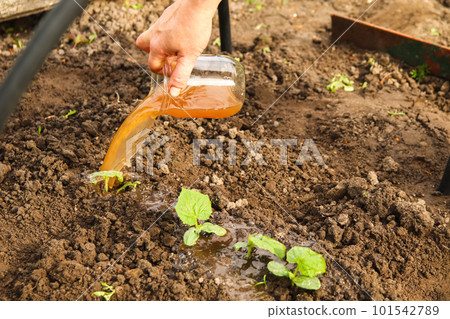 Closeup female hand pours liquid mineral fertilizer. Watering with fertilizers of young vegetable shoots. Cultivation and caring. Organic fertilizers. Hand with fertilizers in agriculture farm Closeup female hand pours liquid mineral fertilizer. Watering with fertilizers of young vegetable shoots. Cultivation and caring. Organic fertilizers. Hand with fertilizers in agriculture farm 101542789
