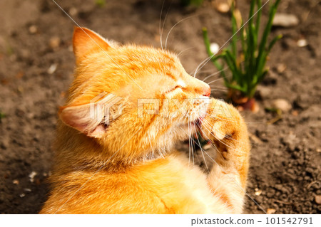 Red cat washes on nature background. Portrait of little ginger tabby cat sitting and licking the hair of the paw on garden field background. Closeup Red cat washes on nature background. Portrait of little ginger tabby cat sitting and licking the hair of the paw on garden field background. Closeup 101542791
