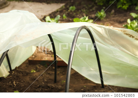 Stretching new polythene film on greenhouse plastic black carcass. Closeup. Preparation for garden season in spring. Agronomy 101542803