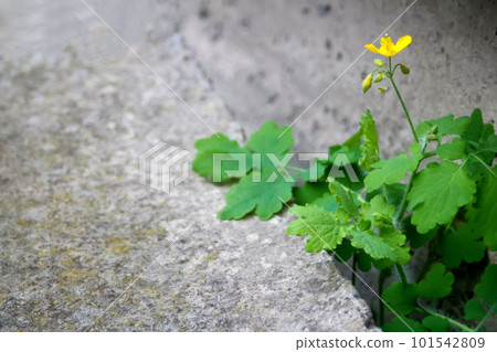 Young tree plant growing through the cracked concrete floor. Plant grow up on cracked stone. reater celandine, Chelidonium majus, tetterwort, nipplewort or swallowwort. Copy space. Out of focus 101542809