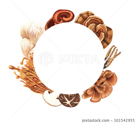 Watercolor round frame medicinal mushroom, adaptogenic plant. Hand-drawn illustration isolated on white background. Perfect concept for healthy chinese medicine popular superfood, design packing 101542955