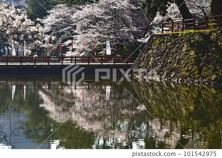 Castle and cherry blossoms Kokura Castle, Kitakyushu City, Fukuoka Prefecture 101542975