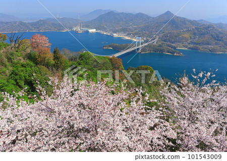 【愛媛縣】櫻花盛開，博多大島橋（島波海道） 101543009
