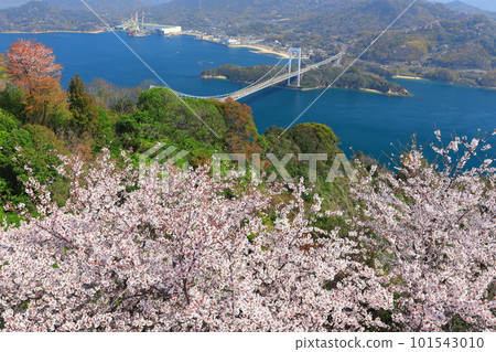【愛媛縣】櫻花盛開，博多大島橋（島波海道） 101543010
