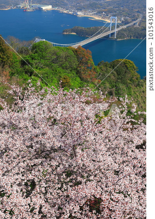 【愛媛縣】櫻花盛開，博多大島橋（島波海道） 101543016