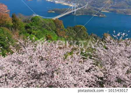 【愛媛縣】櫻花盛開，博多大島橋（島波海道） 101543017