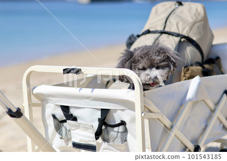 A girls' camp with a toy poodle Leisurely island camp on the blue sea and beautiful beach A woman enjoying camp food 101543185