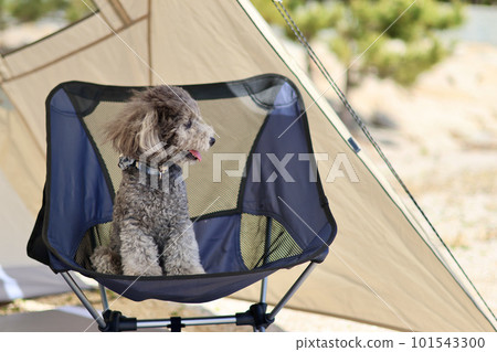 帶玩具貴賓犬的女子營地 蔚藍大海和美麗海灘上悠閒的海島營地 享受營地美食的女士 帶玩具貴賓犬的女子營地 蔚藍大海和美麗海灘上悠閒的海島營地 享受營地美食的女士 101543300