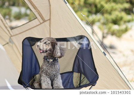 帶玩具貴賓犬的女子營地 蔚藍大海和美麗海灘上悠閒的海島營地 享受營地美食的女士 帶玩具貴賓犬的女子營地 蔚藍大海和美麗海灘上悠閒的海島營地 享受營地美食的女士 101543301