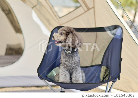 帶玩具貴賓犬的女子營地 蔚藍大海和美麗海灘上悠閒的海島營地 享受營地美食的女士 帶玩具貴賓犬的女子營地 蔚藍大海和美麗海灘上悠閒的海島營地 享受營地美食的女士 101543302