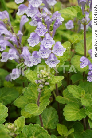 Flower of Kobanotatsunami 101543936