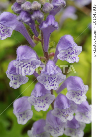 小花之海的花 101543939