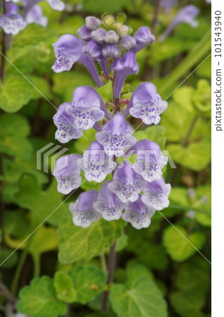 小花之海的花 小花之海的花 101543940