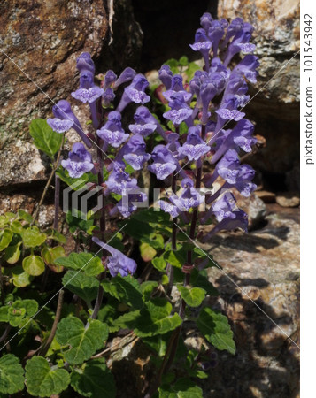 Flower of Kobanotatsunami 101543942