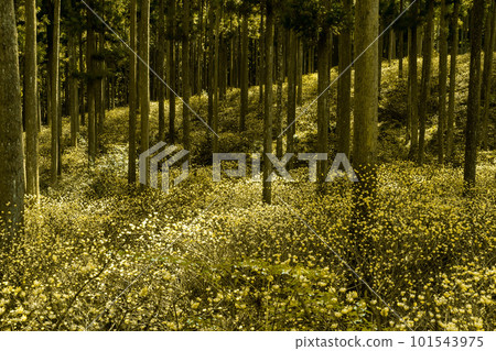 Light into the forest 101543975