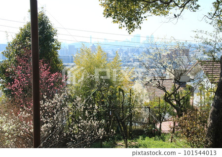 Scenery of Higashinada Ward, Kobe City, Hyogo Prefecture, seen from Okamoto Park (Okamoto Baien) with red and white plum blossoms in full bloom 101544013