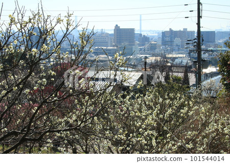 Scenery of Higashinada Ward, Kobe City, Hyogo Prefecture, seen from Okamoto Park (Okamoto Baien) with white plum blossoms in full bloom 101544014