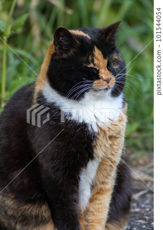 Mike cat Mike cat 101544054