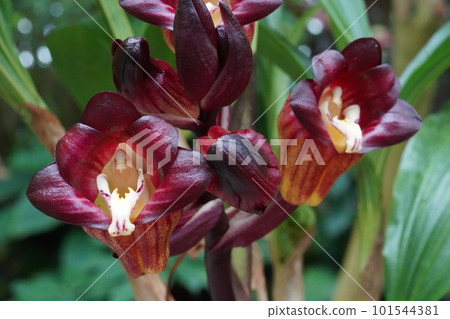 Trillium kiran (prolonged bell pepper) Acanthephippium pictum 101544381