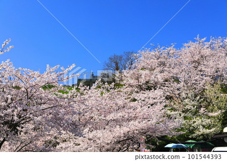 [Ehime Prefecture] Cherry blossoms in full bloom at Mt. Kiro Observation Park (Shimanami Kaido) 101544393