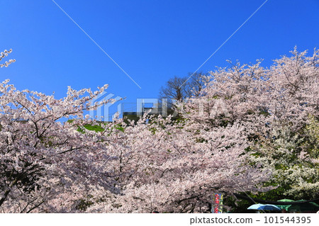 [愛媛縣] 喜樂山展望公園（島波海道）櫻花盛開 101544395