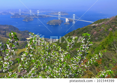 [愛媛縣]櫻花盛開的來島海峽大橋景色（島波海道） 101544399