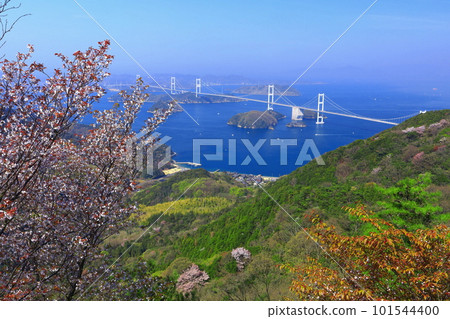 [愛媛縣]櫻花盛開的來島海峽大橋景色（島波海道） 101544400