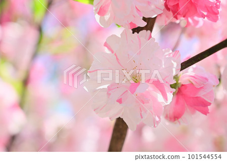 Peach blossoms in full bloom shining in the spring sunshine 101544554