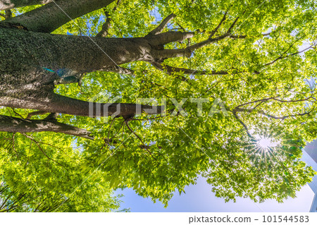 Cityscape of Yokohama in Japan Fresh green and eco. Shin-Yokohama Station is developing with the opening of the new line. View of fresh greenery from Shin-Yokohama Station North Exit East Plaza 101544583