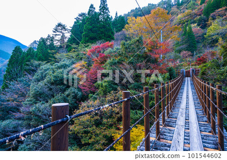 Suspension bridge (Ayatori Bridge) that shines in autumn leaves / Suspension bridge of fir tree (Momigi no Tsuribashi) / Gokanosho (Izumi-cho, Yatsushiro City, Kumamoto Prefecture) Suspension bridge (Ayatori Bridge) that shines in autumn leaves / Suspension bridge of fir tree (Momigi no Tsuribashi) / Gokanosho (Izumi-cho, Yatsushiro City, Kumamoto Prefecture) 101544602