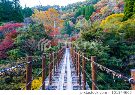 被秋葉包裹的吊橋(Ayatori Bridge)杉樹吊橋(Momigi no Tsuribashi)/ Gokanosho(熊本縣八代市和泉町) 被秋葉包裹的吊橋(Ayatori Bridge)杉樹吊橋(Momigi no Tsuribashi)/ Gokanosho(熊本縣八代市和泉町) 101544603