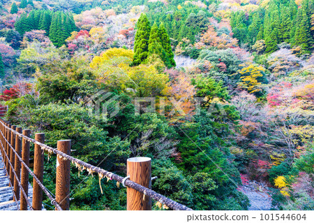 Ayatori Bridge Momigi Suspension Bridge / Gokanosho(熊本縣八代市和泉町)的秋葉景色 Ayatori Bridge Momigi Suspension Bridge / Gokanosho(熊本縣八代市和泉町)的秋葉景色 101544604
