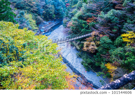 從綾取橋紅葉吊橋/五賀之莊看杜鵑花橋（熊本縣八代市和泉町） 101544606