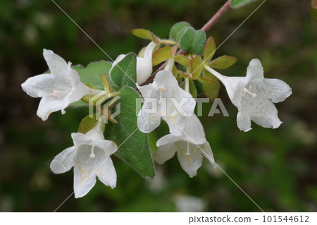 White flowers of Onitsukubane-utsugi White flowers of Onitsukubane-utsugi 101544612