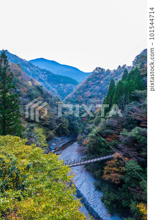The scenery seen from Ayatori Bridge, which shines in the autumn leaves Momigi Suspension Bridge / Gokanosho (Izumi-cho, Yatsushiro City, Kumamoto Prefecture) The scenery seen from Ayatori Bridge, which shines in the autumn leaves Momigi Suspension Bridge / Gokanosho (Izumi-cho, Yatsushiro City, Kumamoto Prefecture) 101544714
