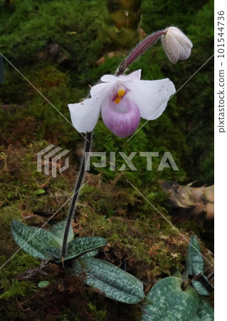 Paphiopedilum delenatii 101544736