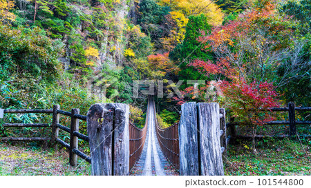 紅葉中的綾取橋 人行道周圍的景色 紅葉之橋/五賀之莊（熊本縣八代市和泉町） 101544800
