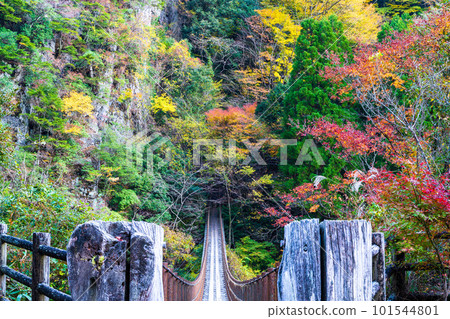 紅葉中的綾取橋 人行道周圍的景色 紅葉之橋/五賀之莊（熊本縣八代市和泉町） 101544801