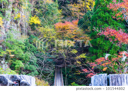 紅葉中的綾取橋 人行道周圍的景色 紅葉之橋/五賀之莊（熊本縣八代市和泉町） 101544802
