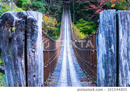 Ayatori Bridge Suspension Bridge 閃耀在秋天紅葉中的風景 Momigi no Tsuribashi / Gokanosho（熊本縣八代市和泉町） 101544803